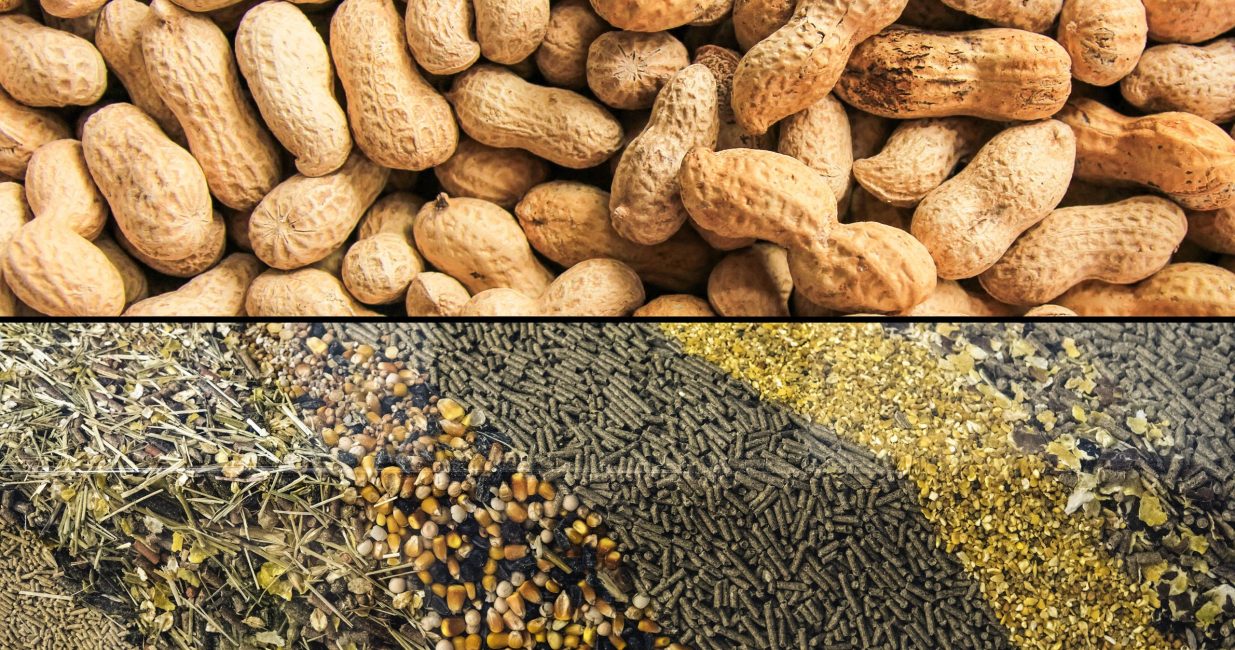 shutterstock_1022952694