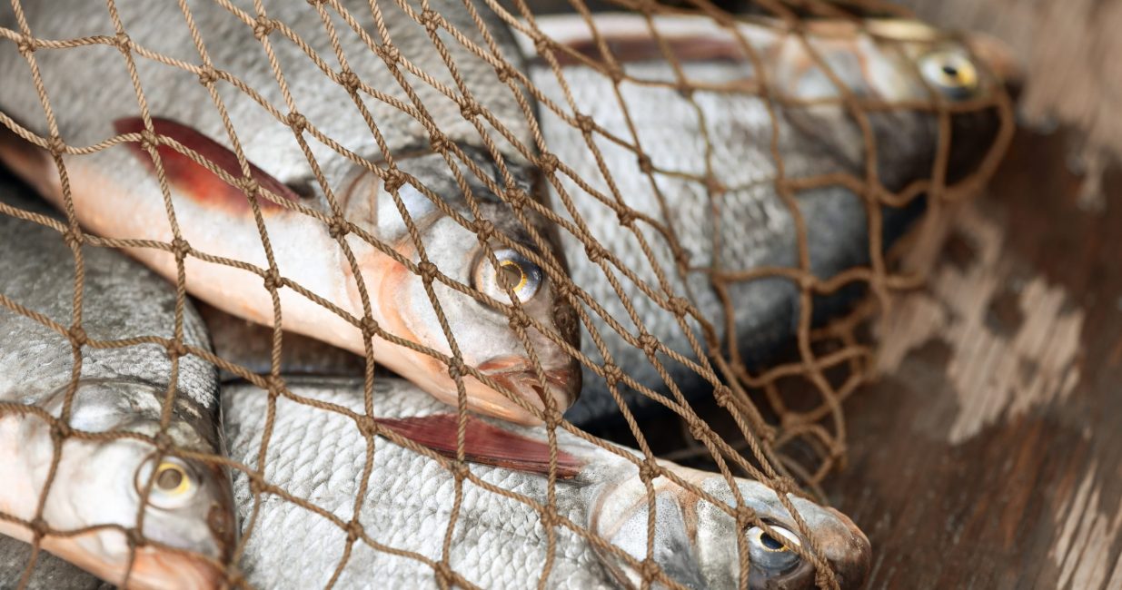 The,Fish,Caught,In,A,Fishing,Net,Are,On,Board